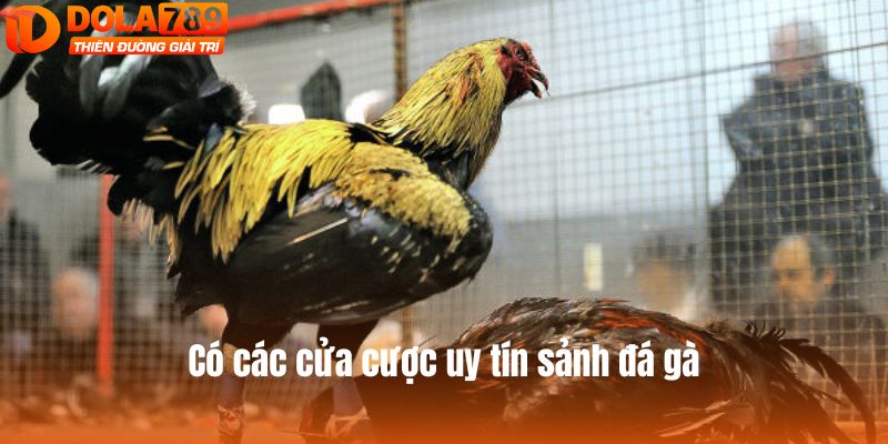 Có các cửa cược uy tín sảnh đá gà