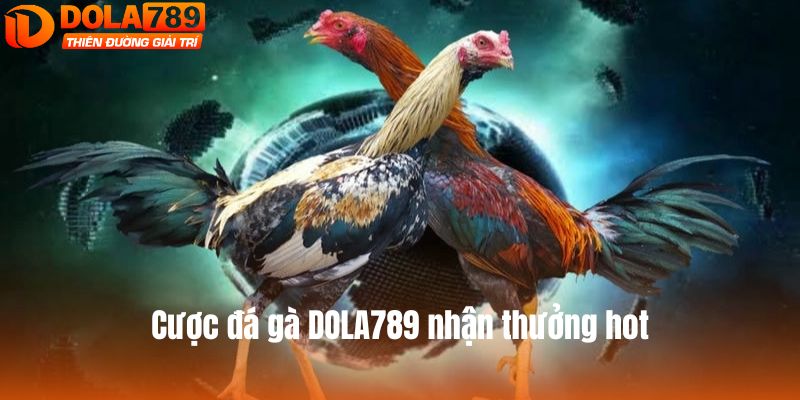 Cược đá gà DOLA789 nhận thưởng hot
