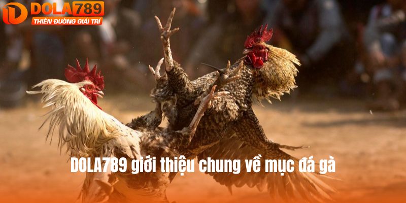 DOLA789 giới thiệu chung về mục đá gà